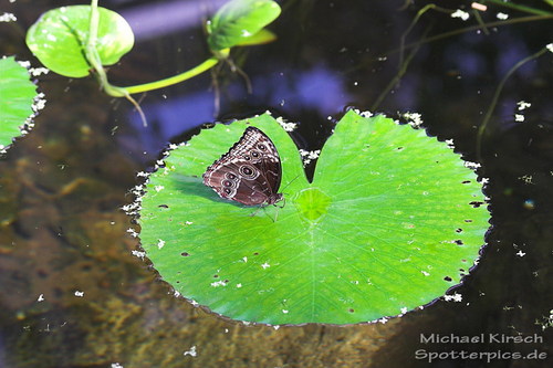 Leichtgewicht: Michael Kirsch
