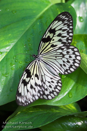 Durstig: Michael Kirsch