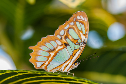 Schmetterling