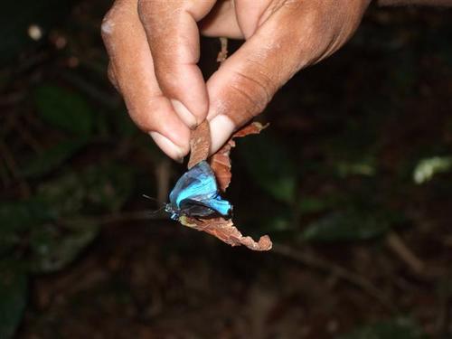 Amazon Butterfly