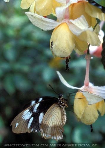 Auf der Bl�tenpracht