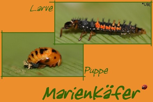 Marienk�fer