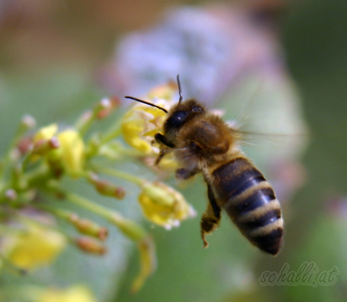 Biene: Bienchen