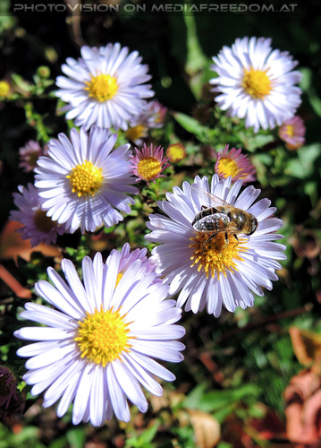 Abenteuer Spaziergang 07: Biene