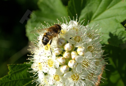 Biene bei der Nektarsuche