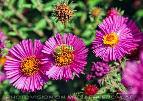 Im Schlosspark 012: Biene