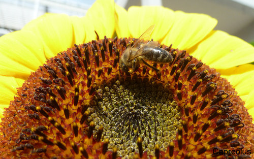 Bienenarbeit: Biene, Sonnenblume