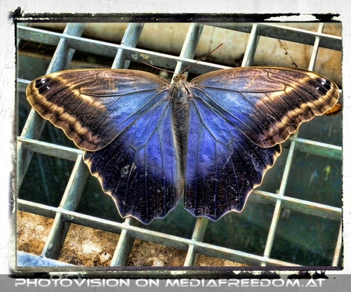 Blauer Schmetterling