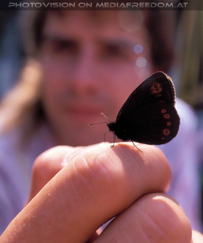 Schmetterling vor Schmetterling