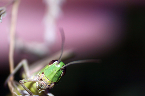 ich mag auch vor die linse !!!: heuschrecke