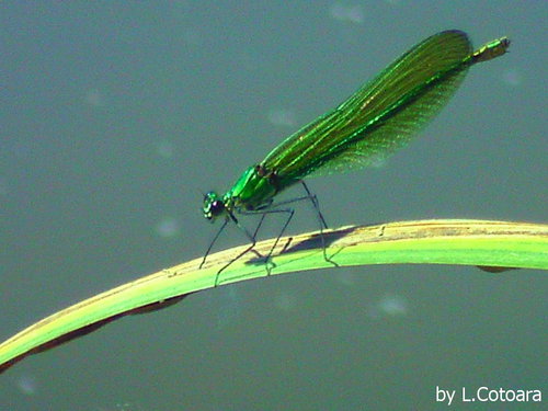 Ich tu euch begr��en!