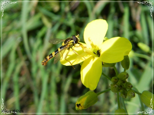 Schwebfliege: Klaus K