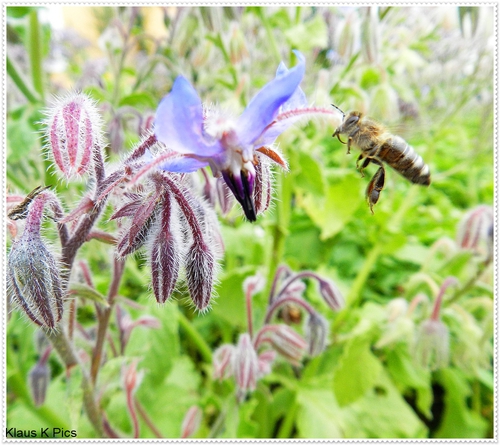 Biene im Anflug: Klaus K
