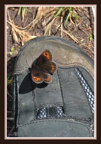 Schmetterling auf Schuh