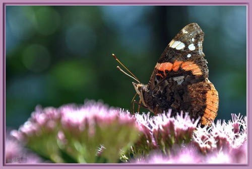 Schmetterling