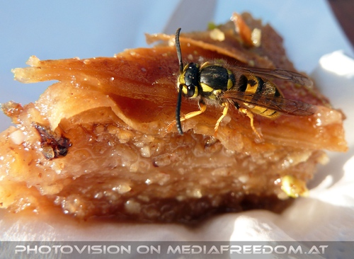 Wespe auf Zuckerspeise