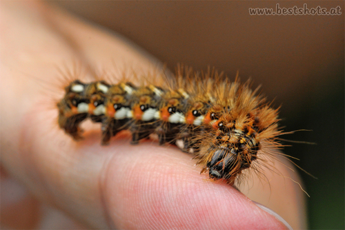 Raupen Makro