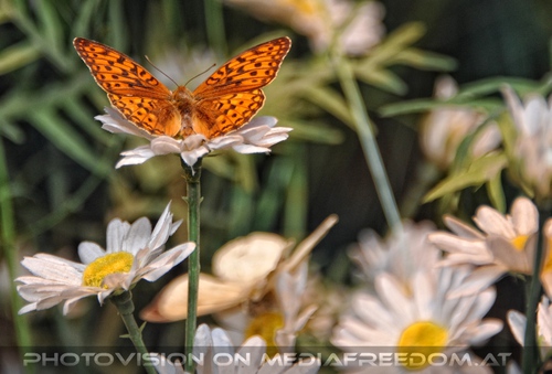 Schmetterling auf Bl�te