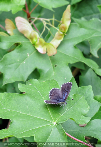 Burgtour 04: Schmetterling