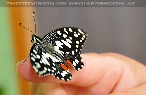Schmetterling Landeplatz