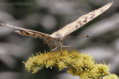 Schmetterling Makro
