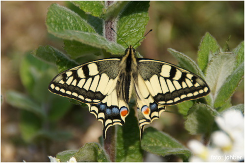 Schwalbenschwanz: Schmetterling