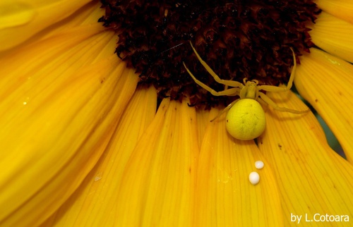 Spinne