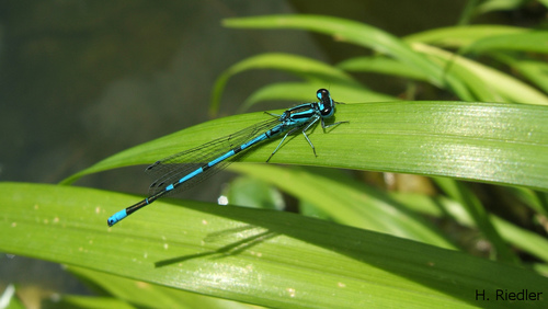 Azurjungfer - Libelle