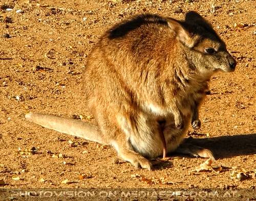 K�nguru mit Baby im Beutel