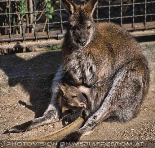 Freches Baby im Beutel