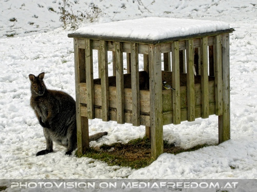 K�nguru im Schnee