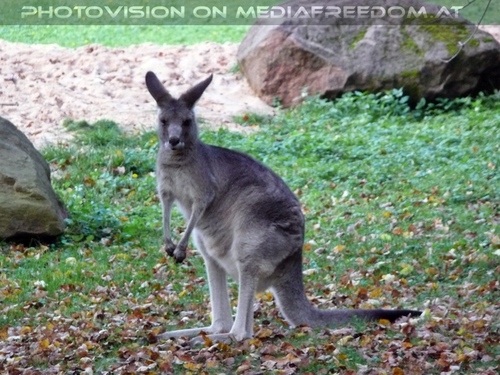 K�nguru Verabschiedung