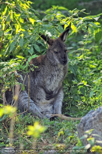 Linzer Tiergarten 35