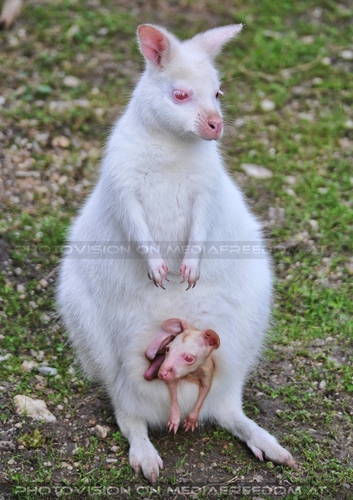 Ich bin ein Star 86: Weisses K�ngurubaby