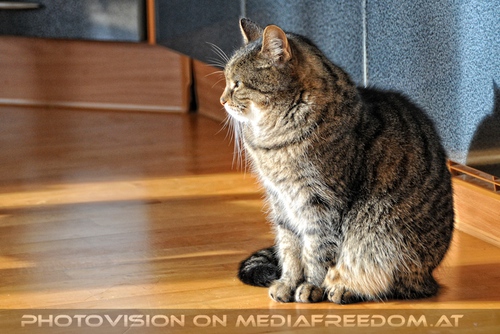 Katze in menschlicher Obhut - Pix 04