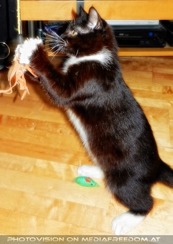 Ebonys 1. Advent(ure) 04: Ebony