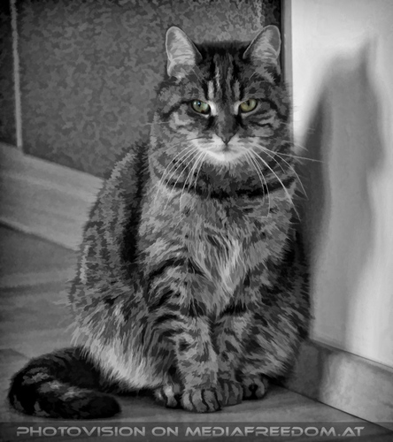 Katze in menschlicher Obhut - Pix 09