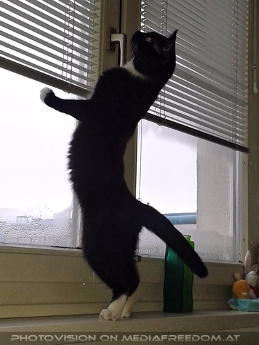 Ebony am Morgen vertreibt Kummer und...4: Ebony