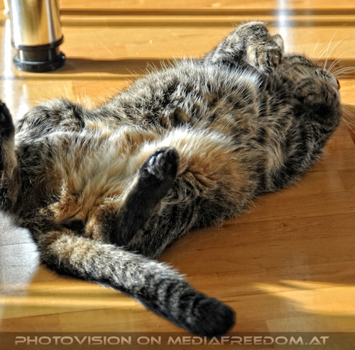 Katze in menschlicher Obhut - Pix 08