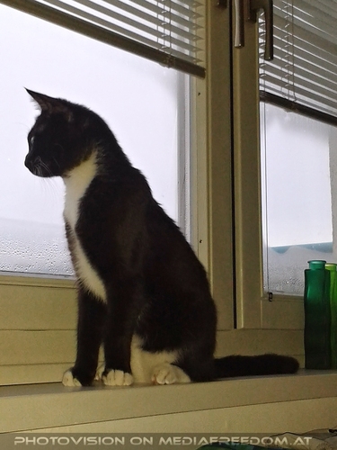 Ebony am Morgen vertreibt Kummer und...1