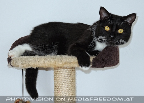 Ein guter Morgen 04: Ebony