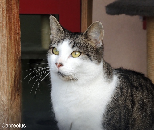 Warum bin ich noch hier ?: Katze / Kater