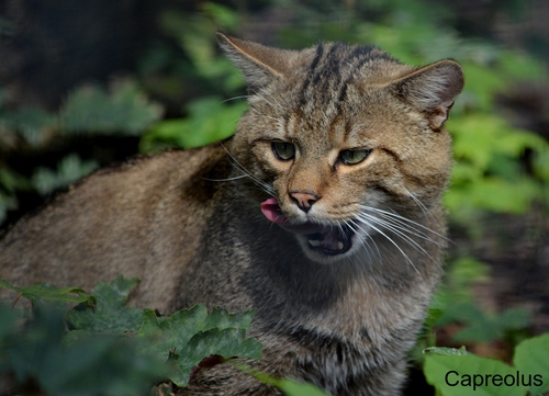 Nach der Mahlzeit: Wildkatze Diego