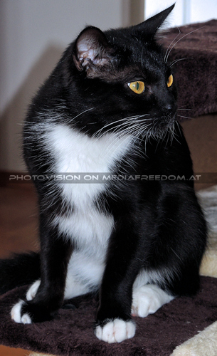 Der kleine gro�e Freund 01: Ebony