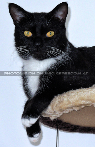 Der kleine gro�e Freund 13: Ebony