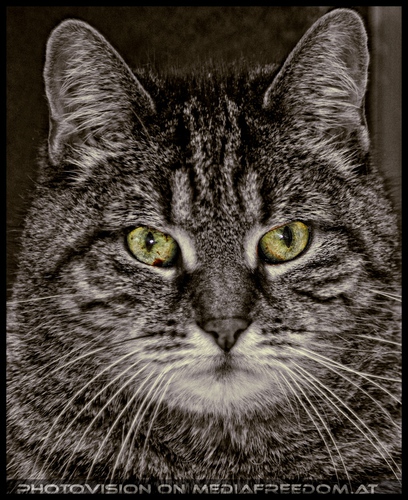 Katze in menschlicher Obhut - Pix 11