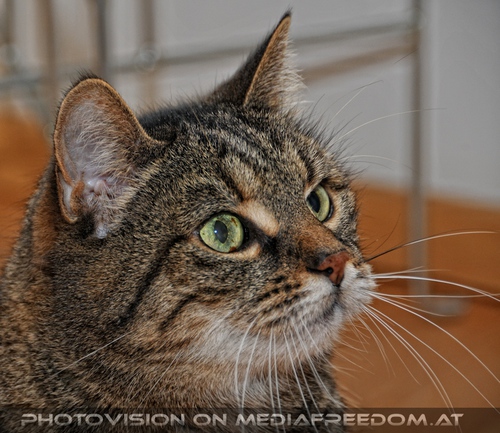 Katze in menschlicher Obhut - Pix 12