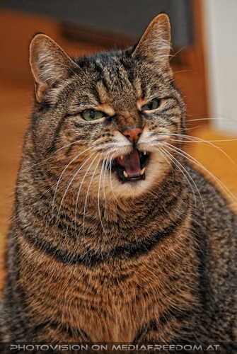 Katze in menschlicher Obhut - Pix 13: Jeanny