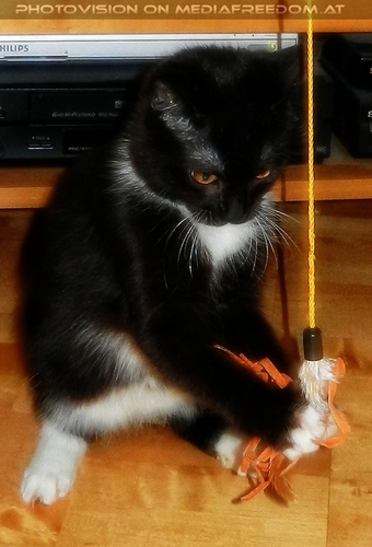 Ebonys 1. Advent(ure) 06: Ebony