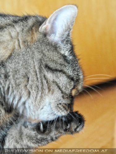 Katze in menschlicher Obhut - Pix 07